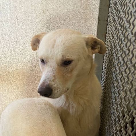 LIVIO UNA SPERANZA PER LUI, CANE IN ADOZIONE TG MEDIA - Foto 2
