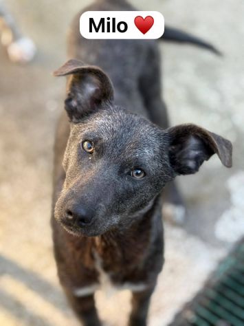 MIELE E MILO MIRACOLI D' AMORE CUCCIOLI IN ADOZIONE