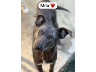 MIELE E MILO MIRACOLI D' AMORE CUCCIOLI IN ADOZIONE
