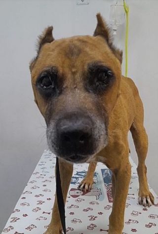 Pitbull ha sofferto fame e sofferenze..diamogli dignità! SUD