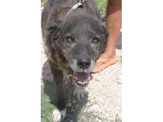 Igor per 10 anni tenuto da solo in una campagna