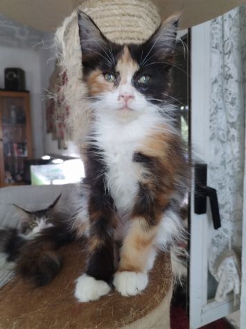 Gattini maine coon - Foto 6