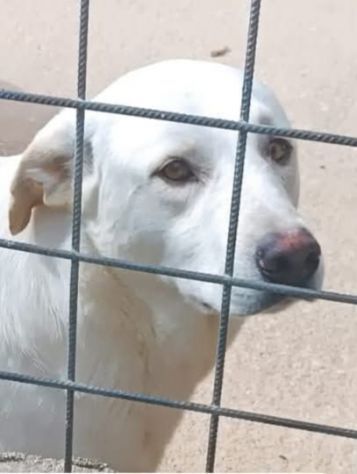 NICOLAS, occhi che strappano l'anima, cane in adozione