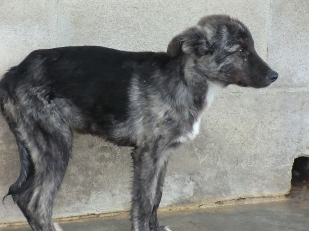 CHOPIN, bellissimo cucciolo timido - Foto 3