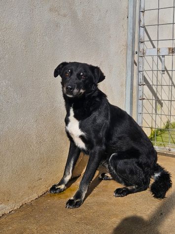 Carlo: timido, dolce, socievole, affettuoso - Foto 9