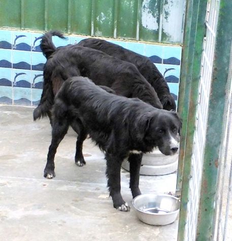 CANE IN ADOZIONE: GEORGIE - Foto 6