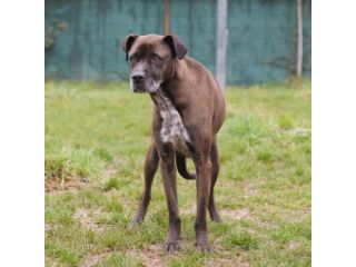 THOR, 5 ANNI (08/09/20), TAGLIA MEDIA, DEVE TROVARE URGENTEMENTE CASA!