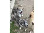 Cucciole femminucce di Akita Inu con pedigree enci