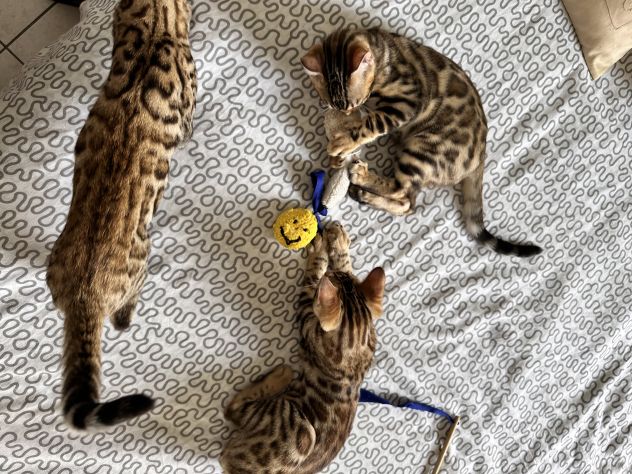 Cuccioli bengala - Foto 4