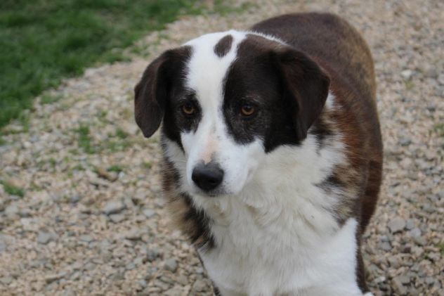 Panda 8anni dolcissimo tranquillo salvato dalla cattiveria della genteALBANIA
