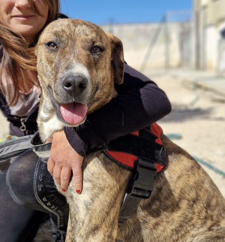 Shenny , cucciola rimasta da sola in canile senza le sue sorelle - Foto 3