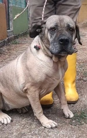 DEA CANE CORSO 5 ANNI - Foto 2