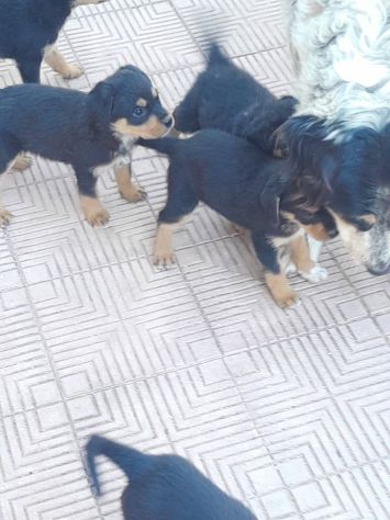 REGALO CUCCIOLI INCROCIO ROTTWEILER PASTORE - Foto 2