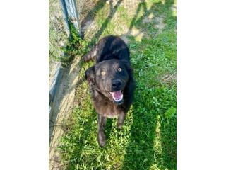 GiòGiò fantastico ed allegro cagnolino in adozione
