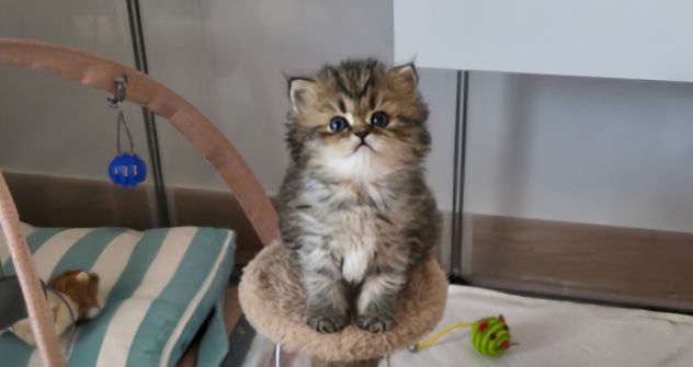 Cuccioli gatto persiano