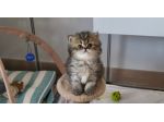 Cuccioli gatto persiano