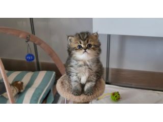 Cuccioli gatto persiano
