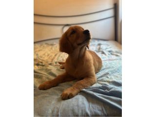 Cucciola Golden linea americana 100%