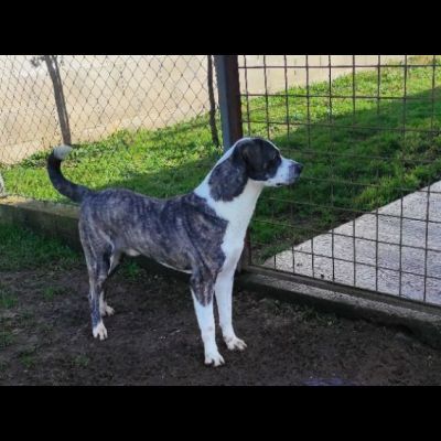 MAX CERCA ATTENZIONE, CHIEDE AMORE, CANE IN ADOZIONE TG MEDIA - Foto 8