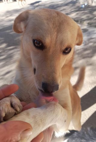 PAOLINO 2 ANNI 12/13 KG IN CANILE - Foto 2