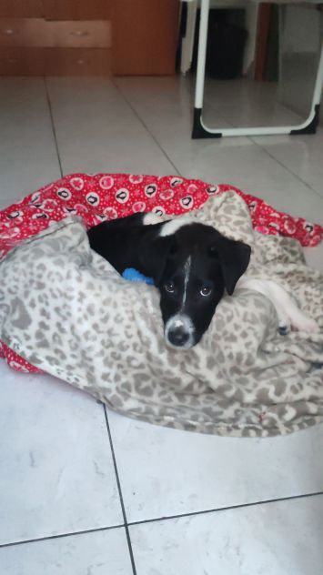 Regalo cucciolo incrocio border collie - Foto 7