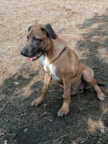 3anni e 1/2  Pastore Belga Malinois salvata sotto la pioggia 2anni fa!SOS NAPOLI - Foto 5