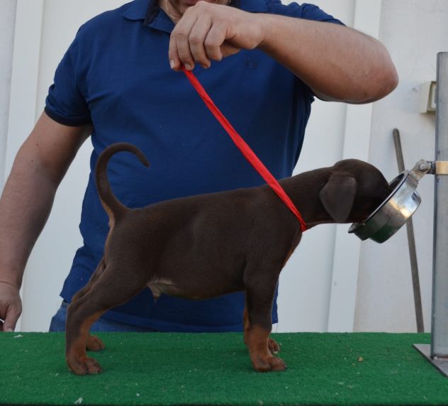 cuccioli di dobermann di altissima genealogia - Foto 5