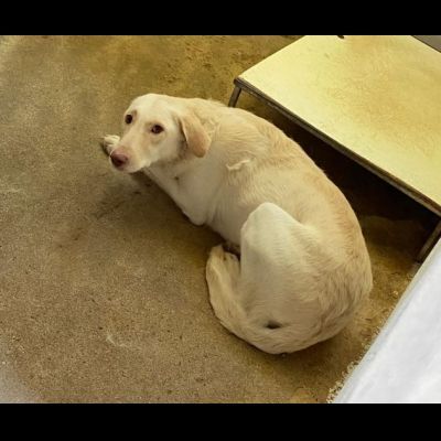 ELETTRA UNA DELLE MIGLIAIA DI ANIME PERSE CAGNOLINA IN ADOZIONE - Foto 4