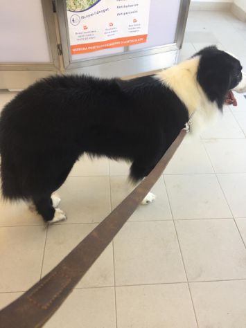 Vendo monta Border collie - Foto 2