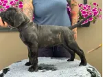 Cuccioli di Cane Corso