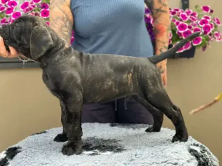Cuccioli di Cane Corso