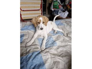 Daisy cucciola
