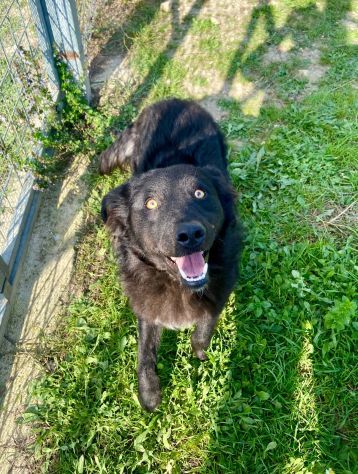 GiòGiò fantastico ed allegro cagnolino in adozione