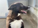 FAMMI USCIRE DA QUESTO BOX CANE IN ADOZIONE