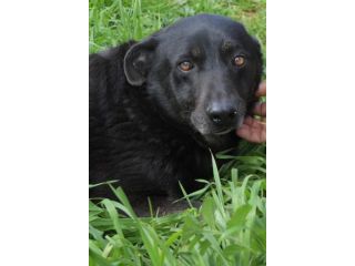 Amos da cucciolo vive in canile