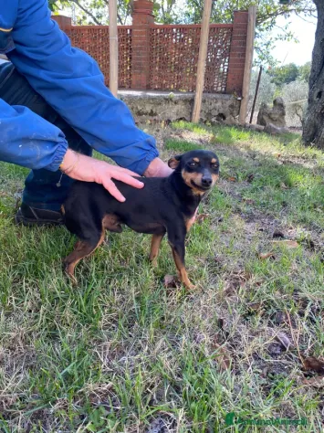 Bellissimo cucciolo di pinscher nano - Foto 3