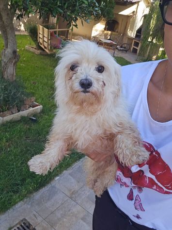 Mafalda: 4 anni, socievole con tutti - Foto 7
