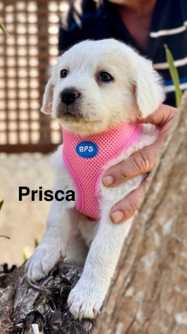 Cuccioli di maremmano - Foto 7