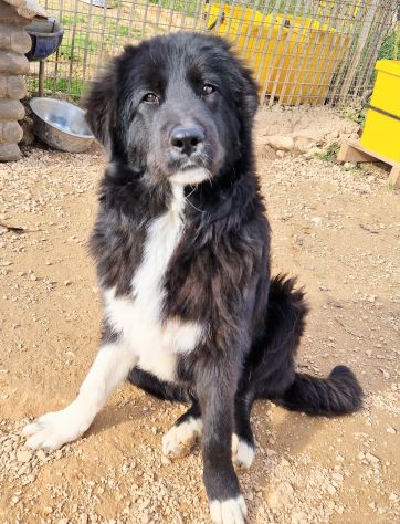 CHIAMA PER QUEGLI OCCHIONI TRISTI!MAX,IN CANILE! - Foto 6