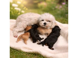 Cuccioli maltipoo