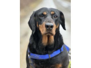 RORY, segugiotta TENERISSIMA in rifugio!