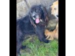 NADAL, SIMIL TERRANOVA adorabile tenerone, cane in adozione