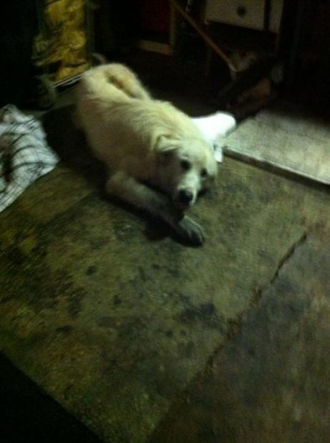 Cucciolotto maremmano Urgente! - Foto 2