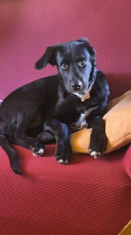 Milo cucciolo - Foto 2