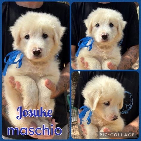 Regalo cuccioli - Foto 2