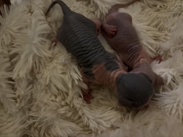 Sphynx gatto nudo - Foto 4