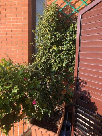 Appartamento in vendita a Casciavola - Cascina 70 mq Rif: 1409719 - Foto 6