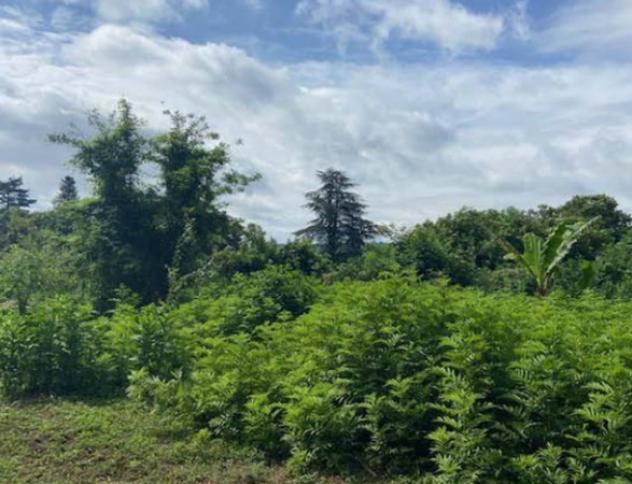 Immobile in asta di 40000 m² in vendita a Velletri - Foto 6