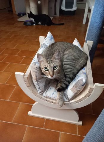 JAMES dolce micio in adozione! - Foto 2