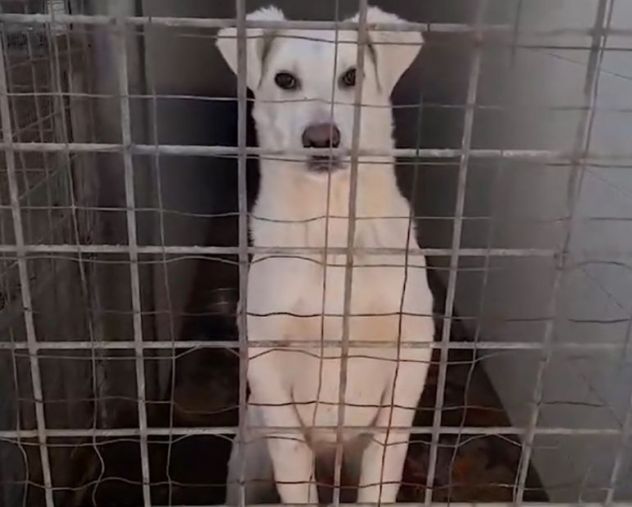 CLOUD E BECKS SIMIL LABRADOR : CAGNOLINI IN ADOZIONE - Foto 5